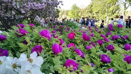 牡丹之歌一一2018年中国洛阳第36届牡丹花会掠影