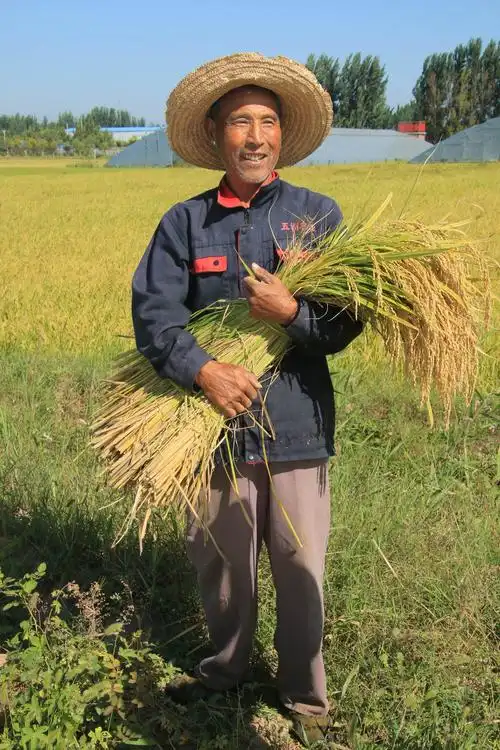 五洲农业水稻大丰收.