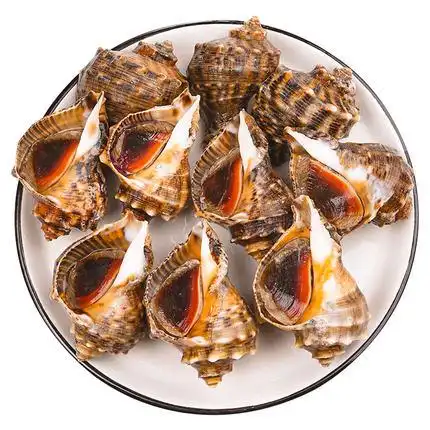 海螺鲜活新鲜青岛特产海捕水产花螺