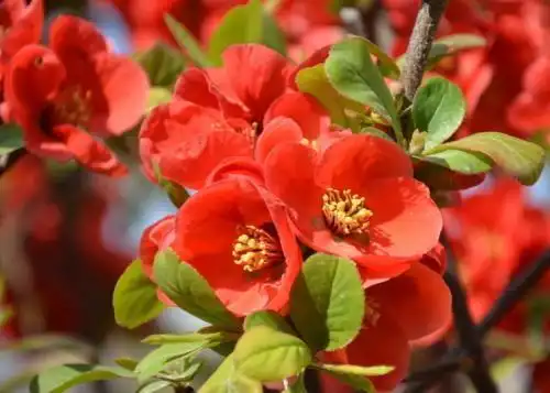 喜鹊枝头叫好运连连进家门八方聚来厚财诸事顺风顺水的生肖