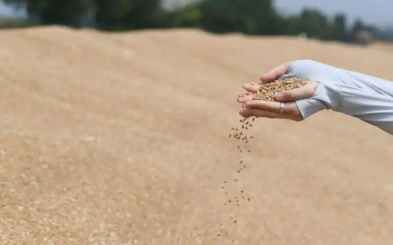 和普通农户晒小麦不同,记者注意到,这里晾晒的小麦,不是薄薄的一层