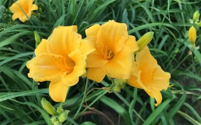 胖嘟嘟金灿灿的金娃娃萱草