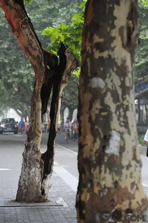59当年,黄健翔,孟非,陆川等多位知名人士通过微博发动"拯救南京梧桐树