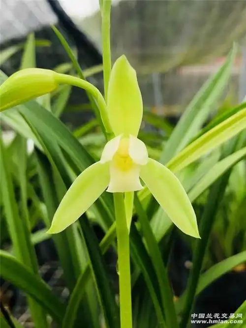 建兰素花开花啦存档一下-建兰篇-中国兰花交易网社区