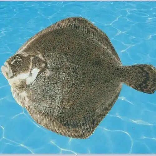 野生 海鲜多宝鱼 山东特产鲜活多宝鱼比目鱼海鲜肉质嫩滑