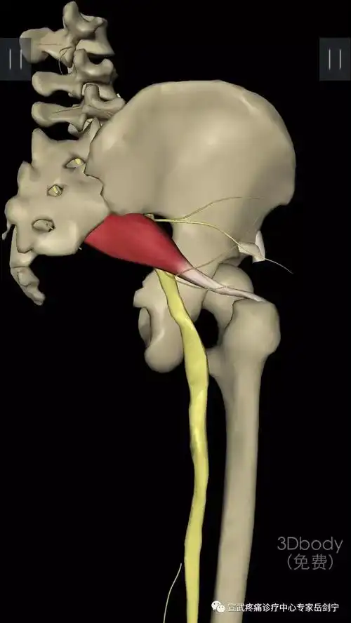 梨状肌起于第2,3,4骶椎前面,分布于小骨盆的内面,经坐骨大孔入臀部,止