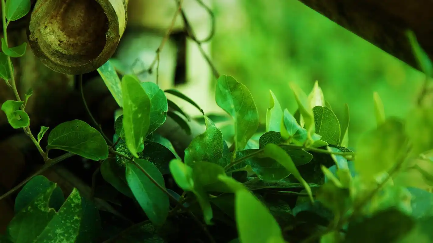清新护眼绿色植物壁纸大自然的美丽风景