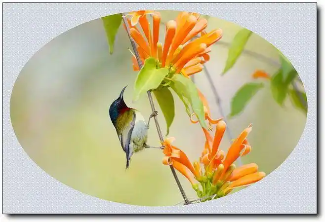 春光明媚～鸟语花香