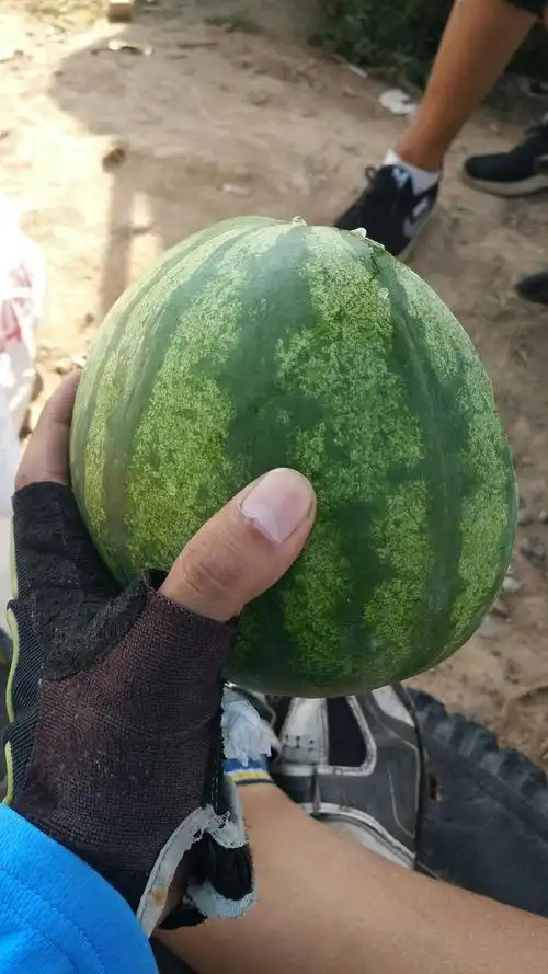 以前一直以为红瓜子的颜色都是