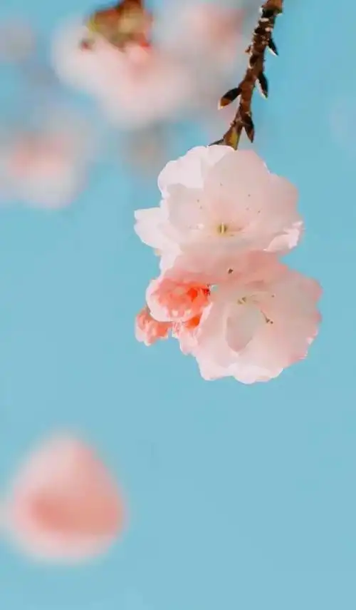 早安心语图片大全唯美短句温情暖心很有意境