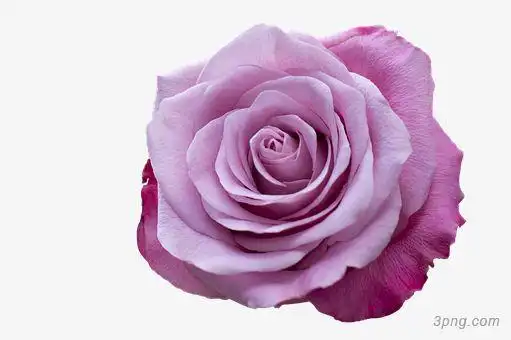 一朵粉色玫瑰花png素材透明免抠图片节日元素