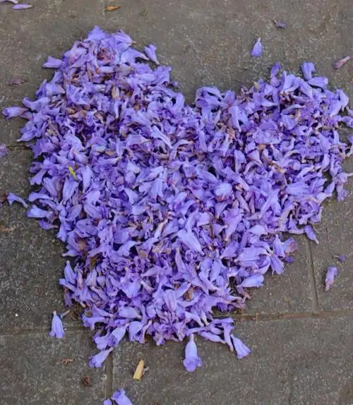 蓝花楹花语在绝望中等待爱情