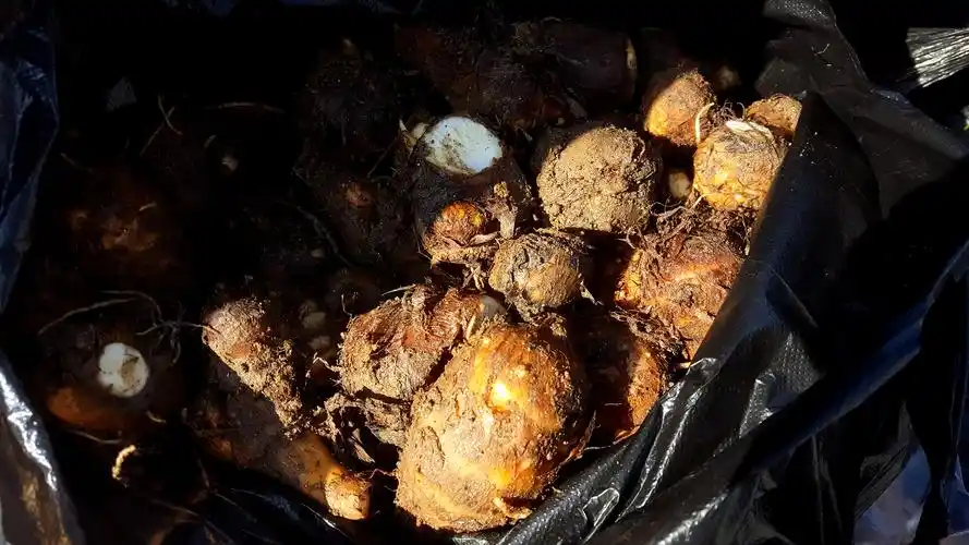 从农家购买的山芋头