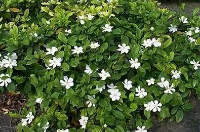 广东大叶栀子花@广州大叶栀子花出售-深圳绿化-深圳市光明新区冠景园