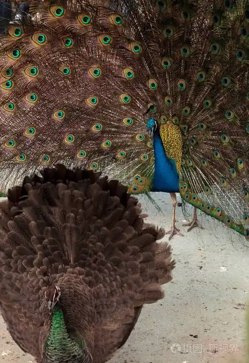 交配蓝色和绿色的雄孔雀的显示