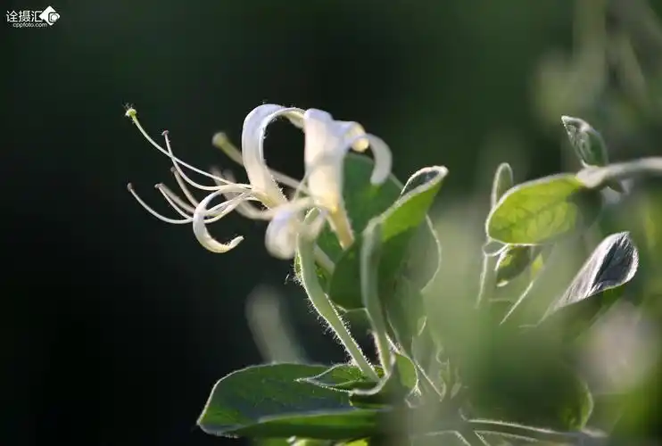 金银花开 柴更利摄