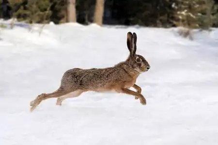 奔跑的兔子图片