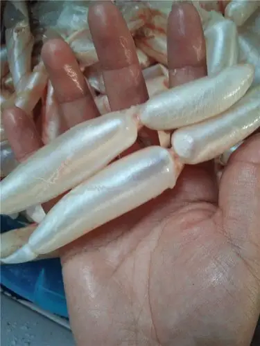 小鱼泡 鱼肚新鲜胶花胶翘嘴白鱼草鱼杂鱼漂鱼鳔鱼500g2份包邮