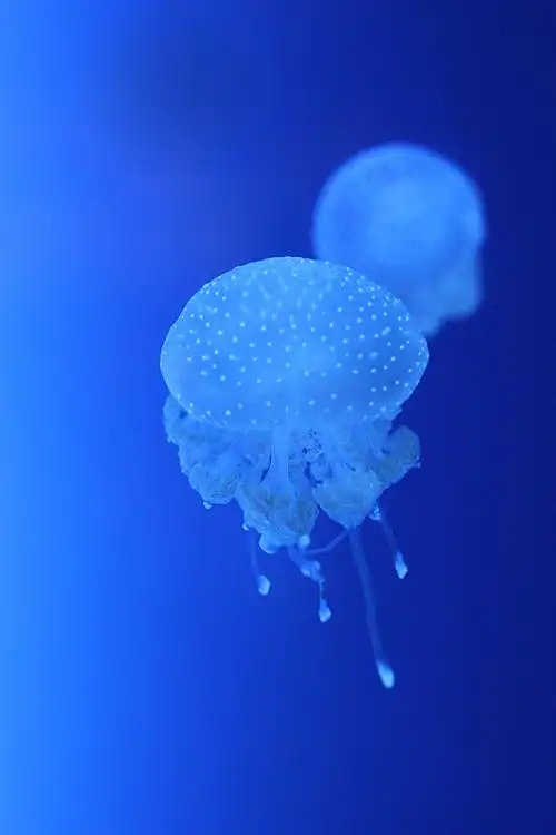 【youhee】水中精灵——水母