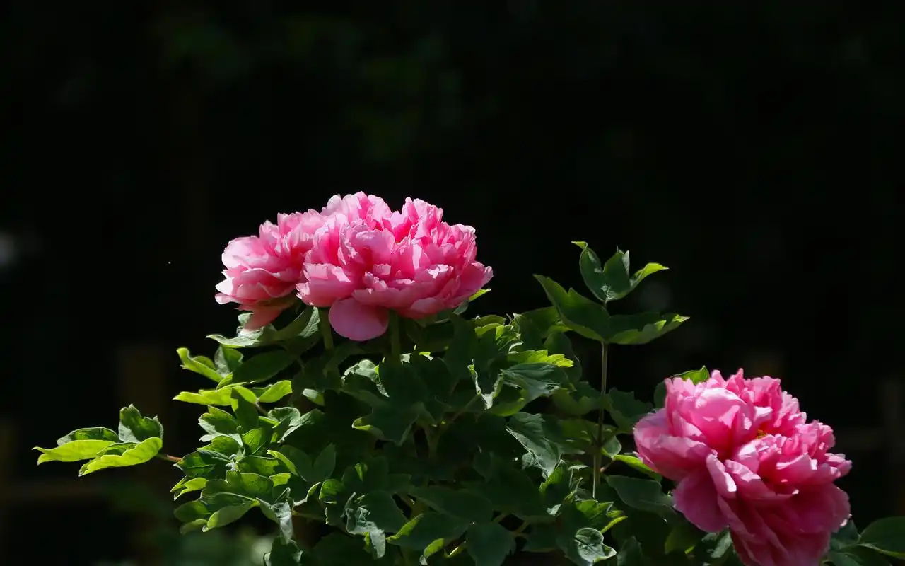唯美牡丹花摄影高清桌面壁纸