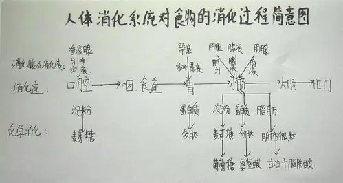 食物在身体中的消化过程是怎样的?