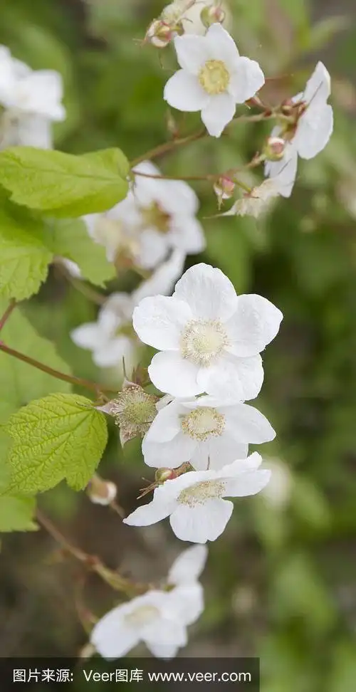 timbleberry(悬钩子属植物parviflorus)