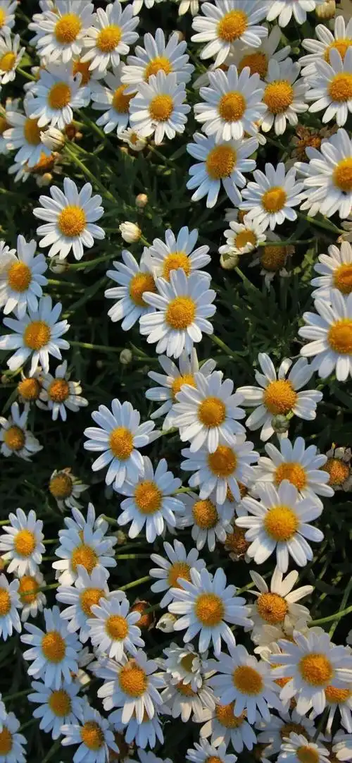 壁纸 头像 背景 锁屏(小雏菊)