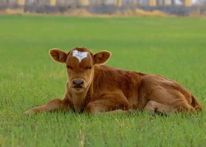 今天拍到一头小牛真可爱