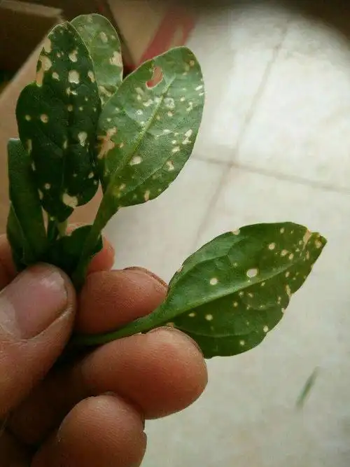 菠菜是白班病还是杀虫剂打的药害