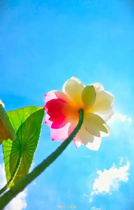 好运"莲莲"!阳光下双色珍稀荷花美到窒息