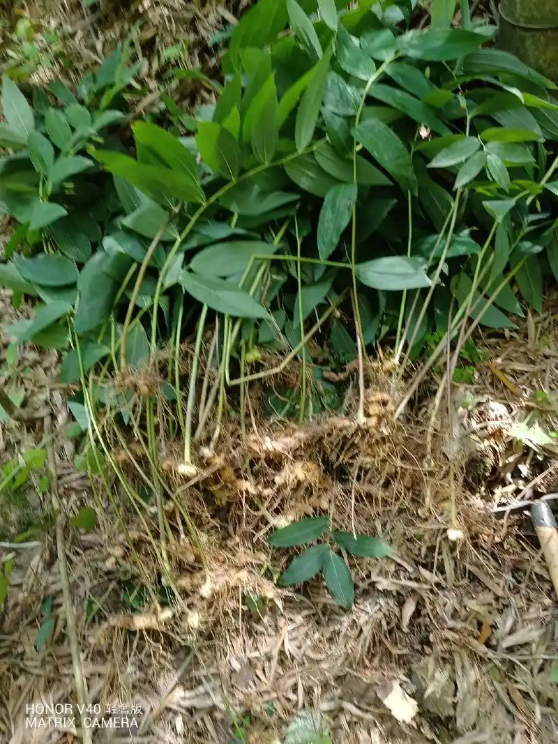 野生黄精#野生药材 上午3个小时的收获#黄精 去跟花了4个小 - 抖音