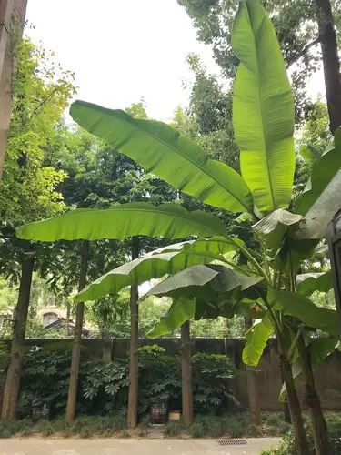 我家屋后的芭蕉树