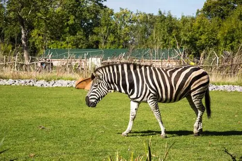 图片大全 动物图片 有着黑白条纹的斑马图片 > 有着黑白条纹的斑马