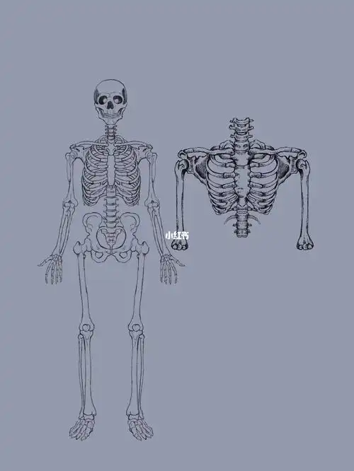 临摹练画人体骨骼