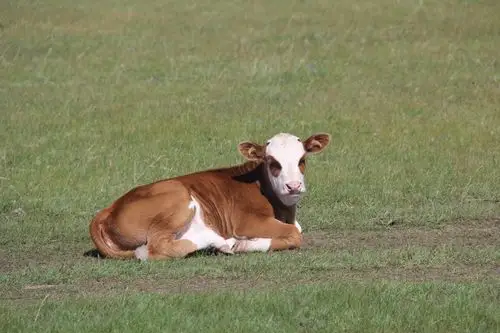 小牛犊壁纸图片