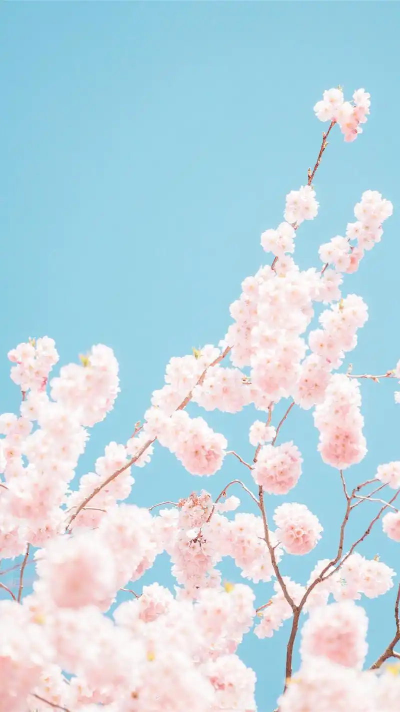 唯美好看的樱花高清图片手机壁纸