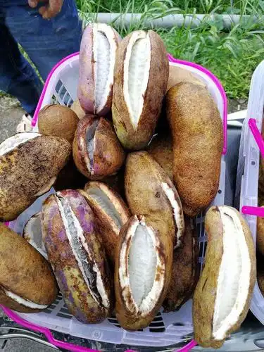 农村山区种这种野果之王,一亩能赚2万左右,很少人吃过这水果!