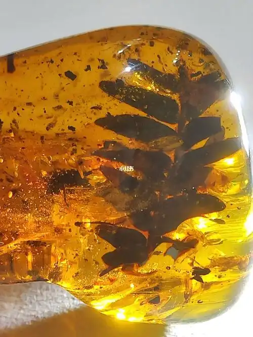 多米尼加琥珀植物珀虫珀手把件