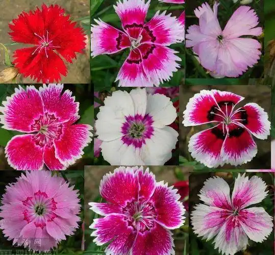 紫色的小花叫做什么花?