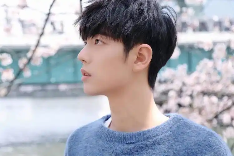 肖战蓝色针织毛衣樱花照电脑桌面壁纸