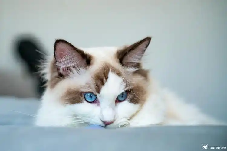 宠图欣赏优雅的布偶猫