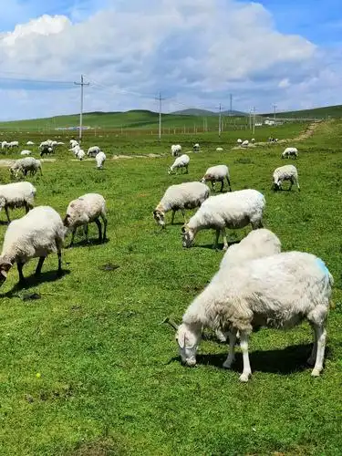 祁连山草原——做一次临时"牧羊人"