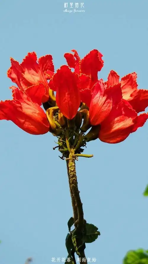 (在后台回复【x月x日】,火焰木图片及价格,可获取