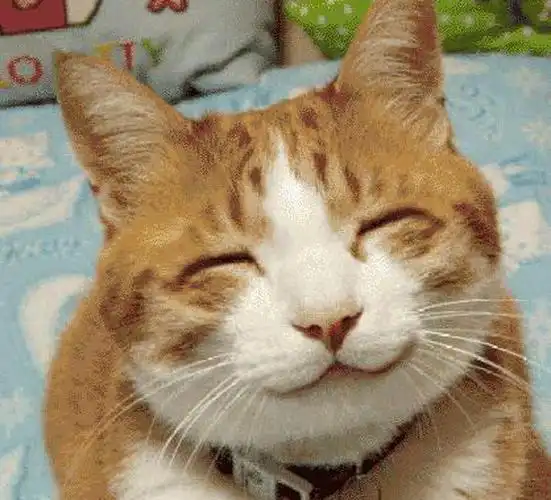 流浪猫咪被网友救回来后,竟然一直在笑