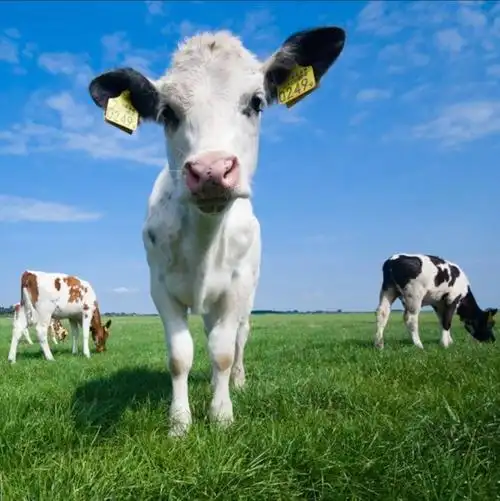 想要小牛犊的头像照片