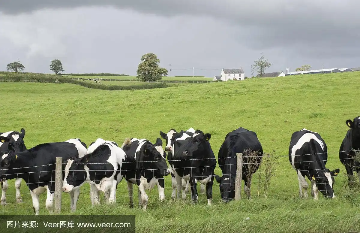奶牛农场的黑白奶牛
