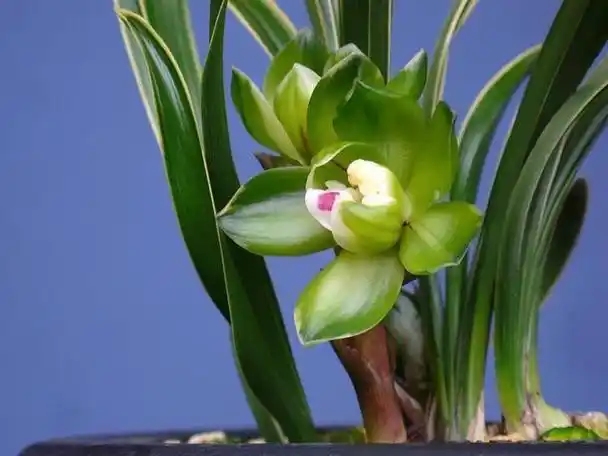 十大名贵兰花品种(最名贵的10种兰花)