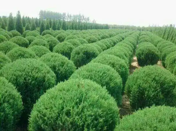 河北廊坊霸州玉林苗木欢迎你