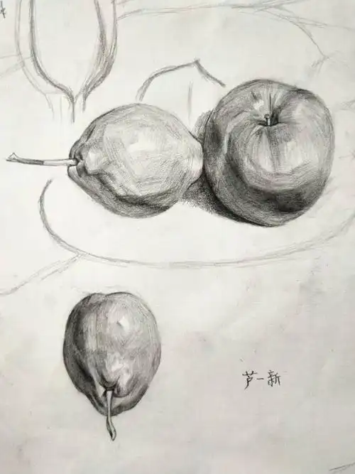 素描静物临摹作品【梨子和苹果】