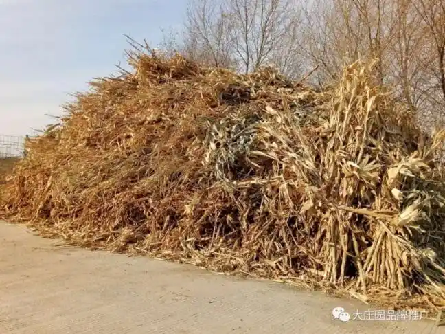 堆成山的玉米秸秆